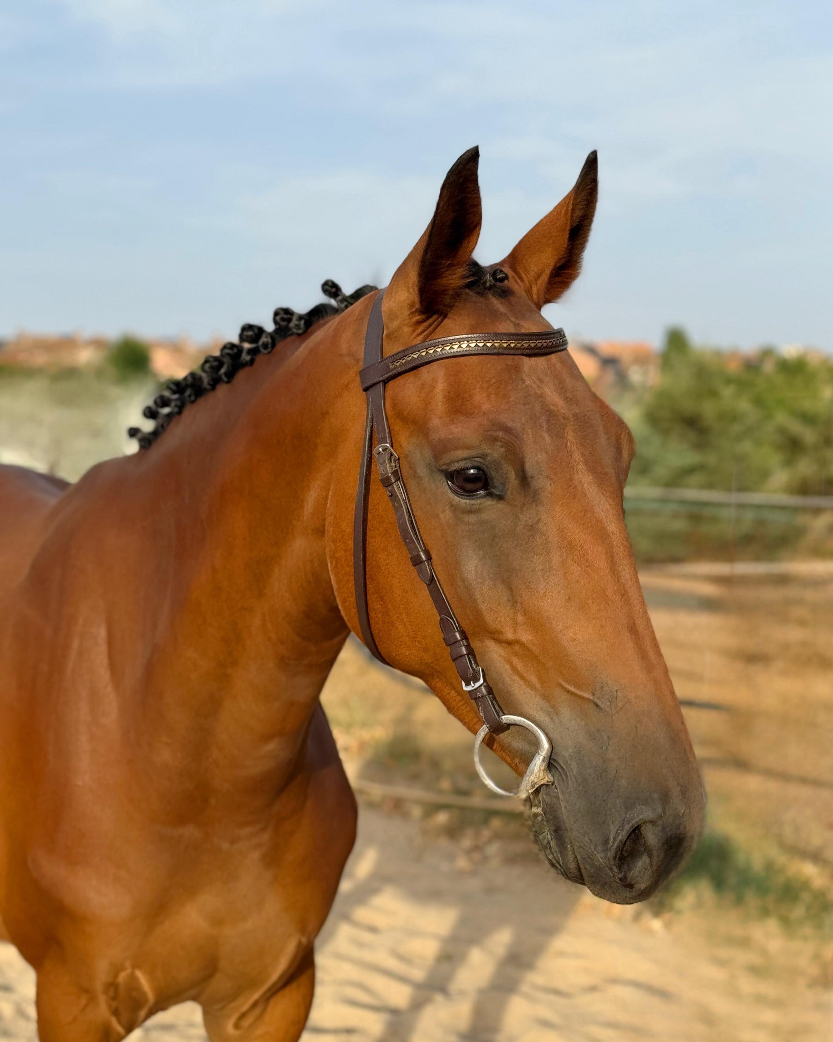 horse